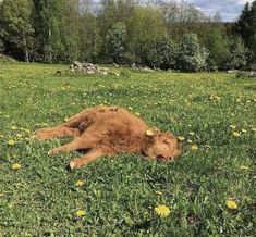 a brown dog laying on top of a lush green field covered in yellow dandelions