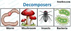 four different types of insects and other things to see in the picture, with text describing them