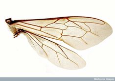 the wings of a dragon fly against a white background