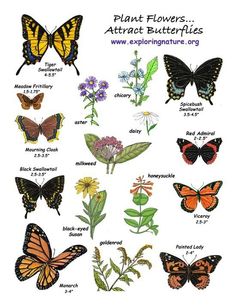 an image of butterflies and flowers with the words plant flowers attract butterflies in each language