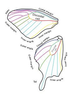 an image of the different types of fish's fins and their corresponding body parts