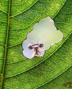 a small insect sitting on top of a green leaf