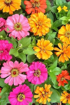 many different colored flowers are growing together