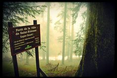 a sign in the middle of a forest on a foggy day