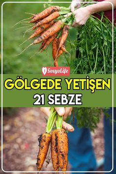 someone holding up some carrots in their hands with the words golede yetsen 21 sebe