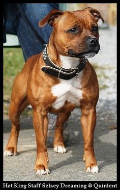 a brown and white dog standing on top of a sidewalk