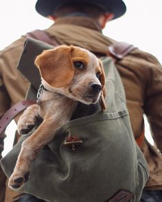 a small brown and white dog sitting on top of a green bag in someone's lap