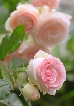 three pink roses with green leaves in the background