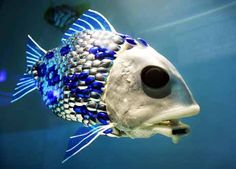 a blue and white fish in an aquarium looking at the camera with it's eyes open