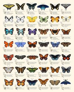 a poster with many different types of butterflies on it's back side and the words,