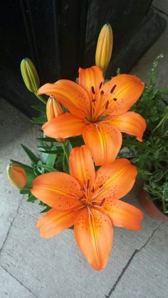 some orange flowers are in a pot on the sidewalk