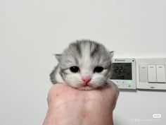 a small kitten is being held up by someone's hand with thermometer in the background