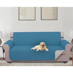 a dog laying on top of a blue couch