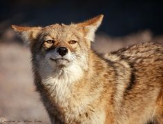 a close up of a fox looking at the camera