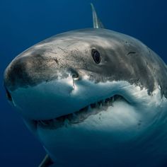 a great white shark with its mouth open in the blue water, looking at the camera