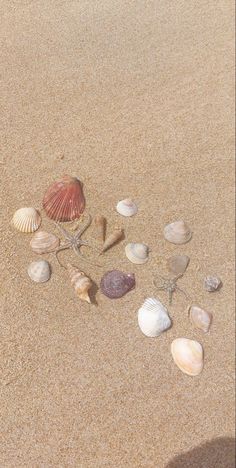 shells and starfish on the sand at the beach