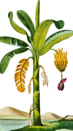 an illustration of a banana tree with fruit hanging from it's branches