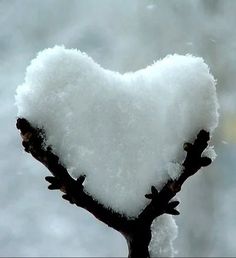 a heart shaped plant with snow on it