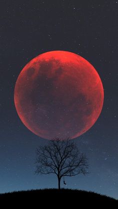 a red moon rising over a tree in the night sky