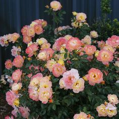 pink and yellow flowers blooming in front of a metal fence with blue tinting