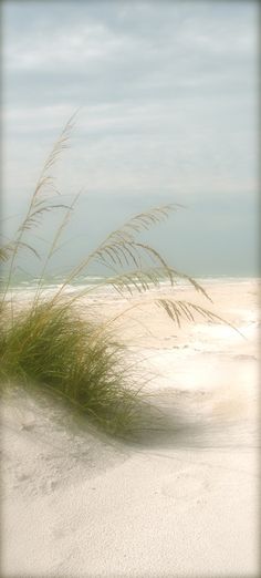 the grass is blowing in the wind on the beach