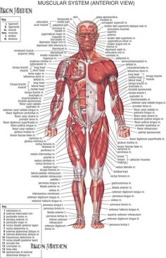 an image of the muscular system