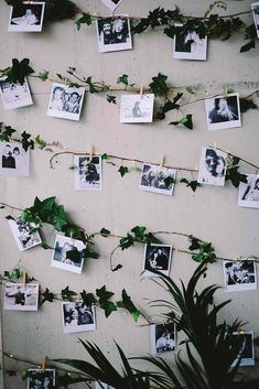 the wall is covered with photos and ivys, which are hanging on clothes pins