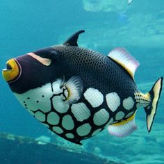 a black and white fish swimming in the blue water with words below it that read, new hope aquarium 2