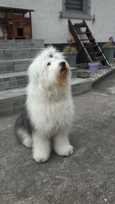 a shaggy white dog sitting in front of a house with steps leading up to it