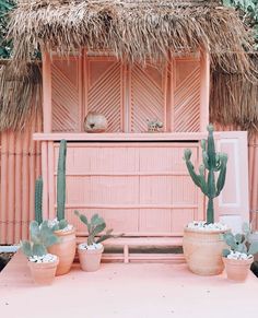 three cactus plants in front of a hut with pink walls and grass thatched roof