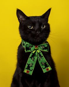 a black cat wearing a green collar with cats on it's neck and eyes