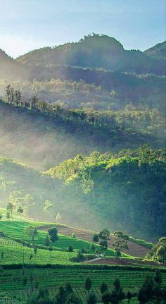 the valley is surrounded by green hills and foggy trees in the distance, with houses on either side