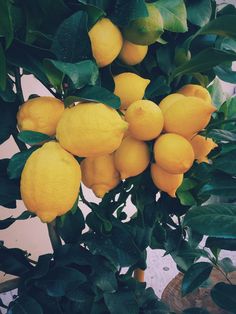 a tree filled with lots of yellow lemons