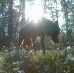 a horse standing in the middle of a forest with sun shining on it's back