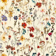 an assortment of wildflowers on a white background with red, yellow and blue flowers