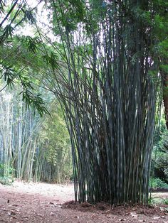 a bamboo tree in the middle of a forest