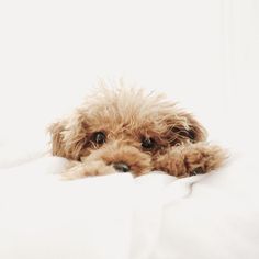 a brown dog laying on top of a white surface