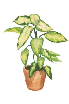 Easy Care Houseplants, Watercolor Plants, Watercolor Paintings Easy, Plant Aesthetic, 수채화 그림, Plant Painting, Plant Drawing, Arte Sketchbook, Arte Inspo