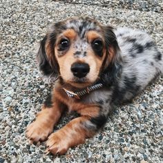 a small brown and black dog laying on the ground