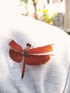 a red dragonfly sitting on top of a white towel