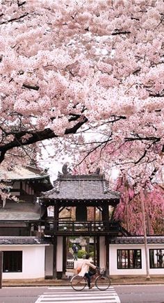 a person riding a bike in front of a building with cherry blossoms on the trees