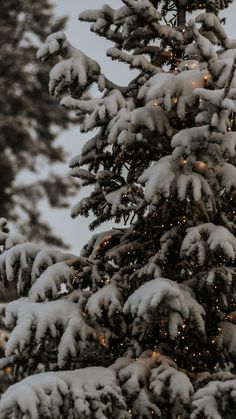 a snow covered pine tree with lights on it