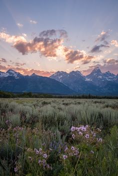 the sun is setting over mountains and flowers in an open field with wildflowers