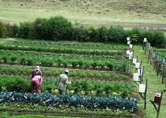 two people standing in the middle of a garden