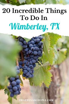 grapes growing on the vine with text overlay saying, 20 incredible things to do in winberry, tx