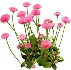 a bunch of pink flowers with green leaves in front of a white background that looks like it is growing out of the ground