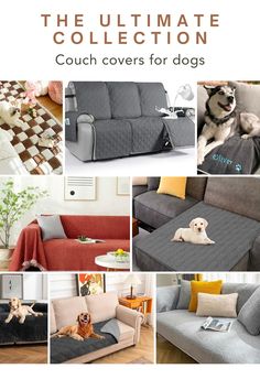 the ultimate collection couch covers for dogs