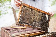 a beekeeper holding up a frame full of bees