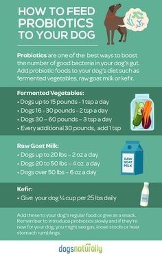 an info sheet describing how to feed your dog with probiotics and other foods