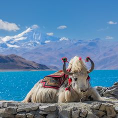 a yak with long horns laying on rocks by the water and mountains in the background